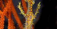 pipefish_ghost_ornate_rr_sur_v_0090_tha1568.jpg